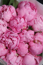 Peony Dr. Alexander Fleming