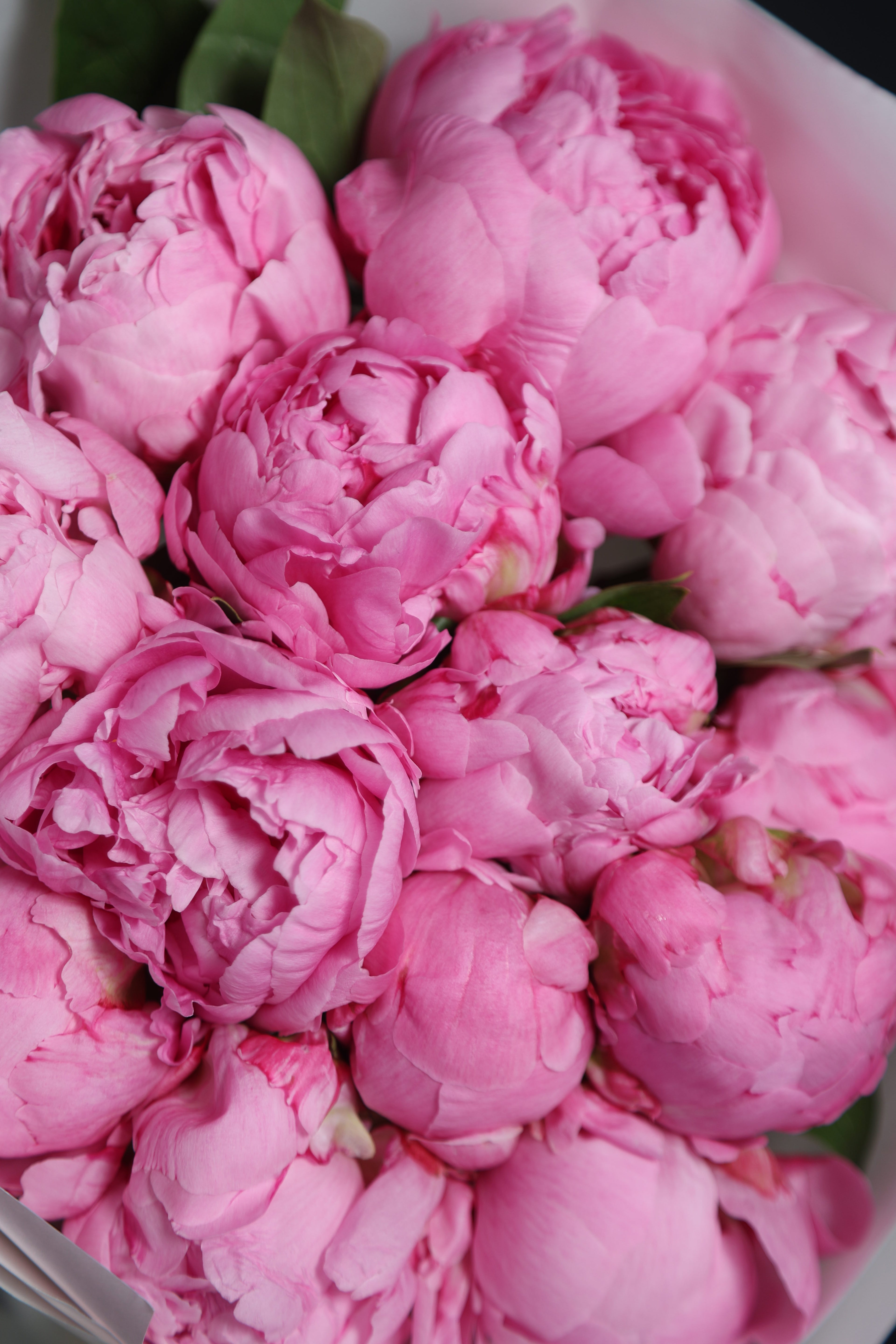 Peony Dr. Alexander Fleming