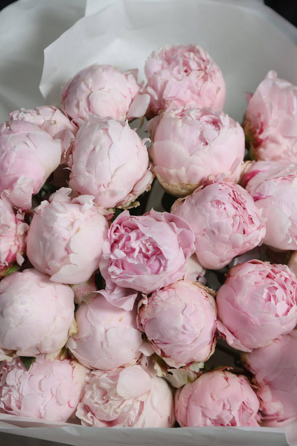 Peony Reine Hortense