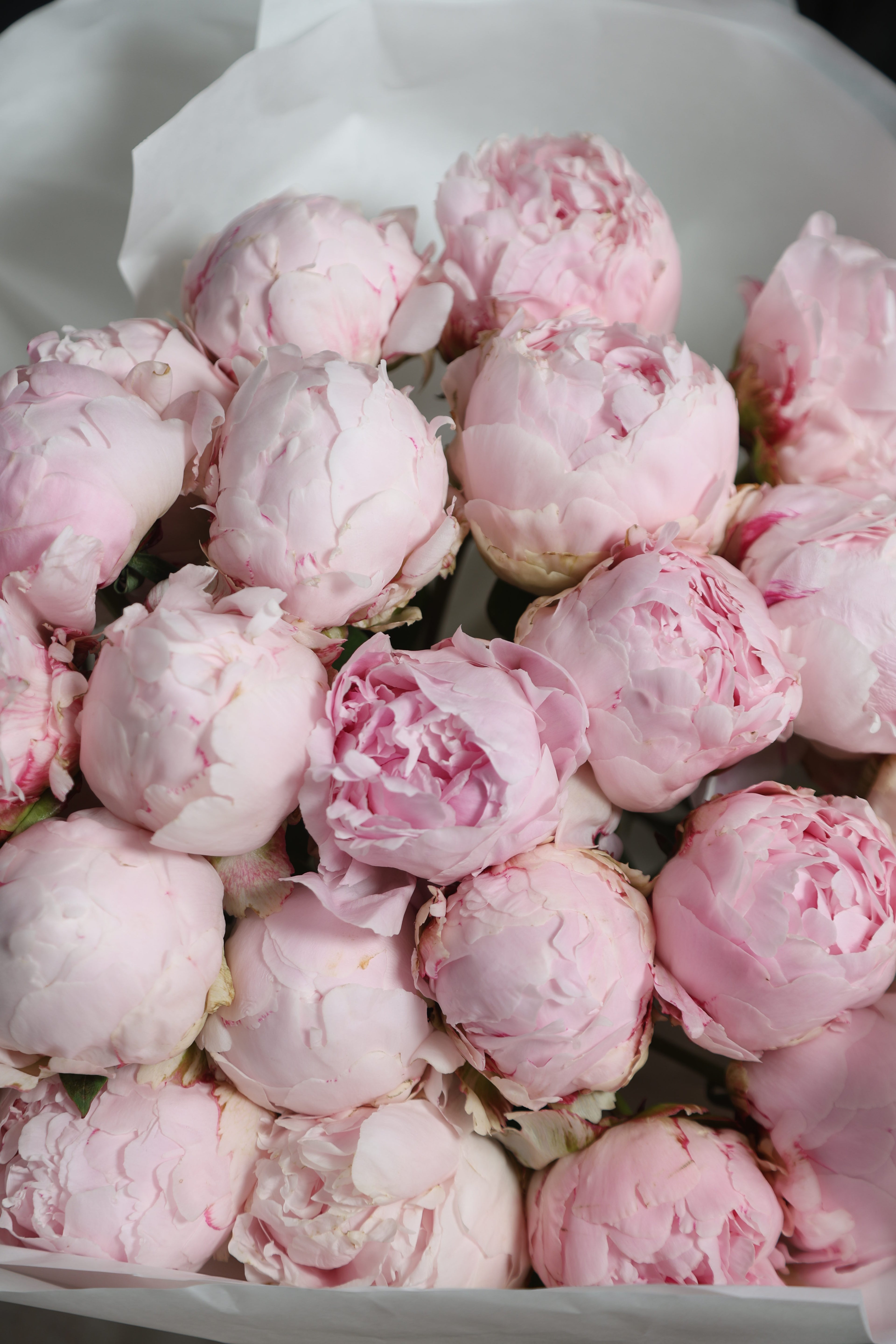 Peony Reine Hortense