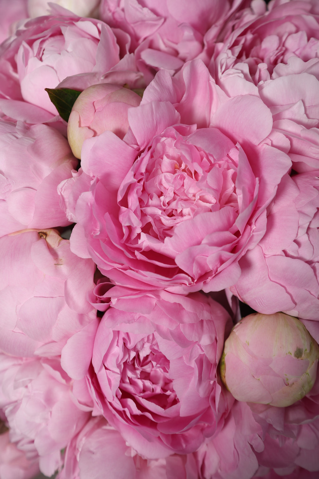 Peonies Dinner Plate