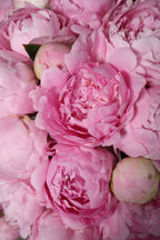 Peonies Dinner Plate