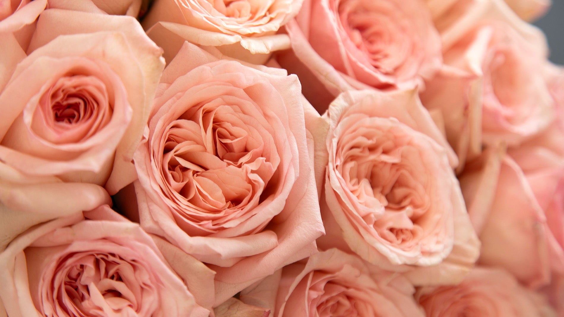 beautiful bouquet of roses close up