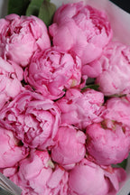 Close up of Dr. Alexander Fleming pink peony bouquet 