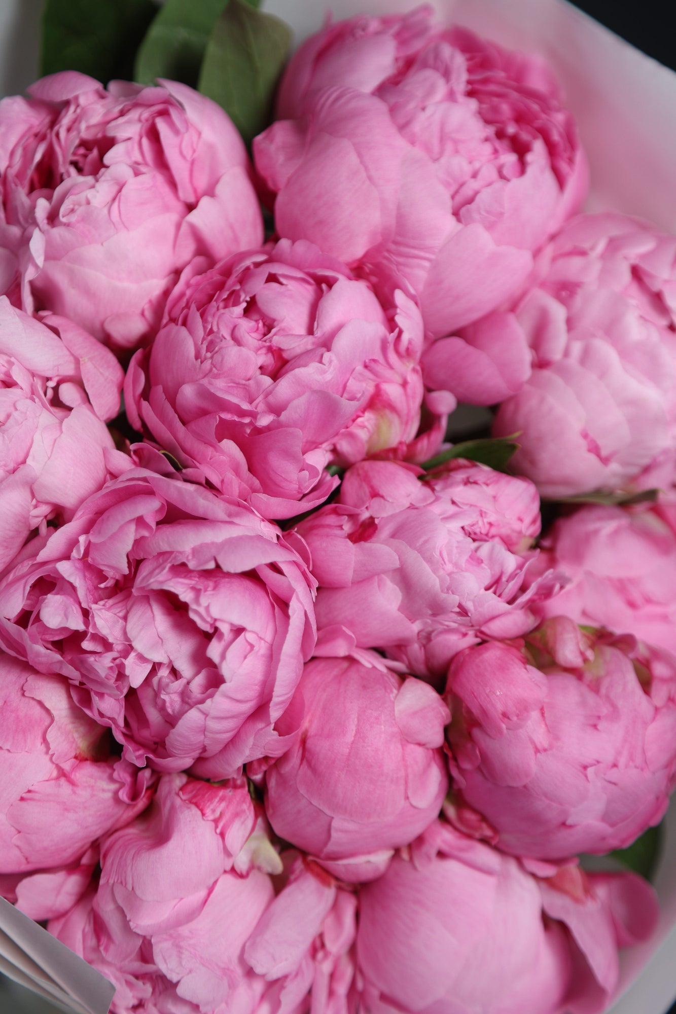 Close up of Dr. Alexander Fleming pink peony bouquet 