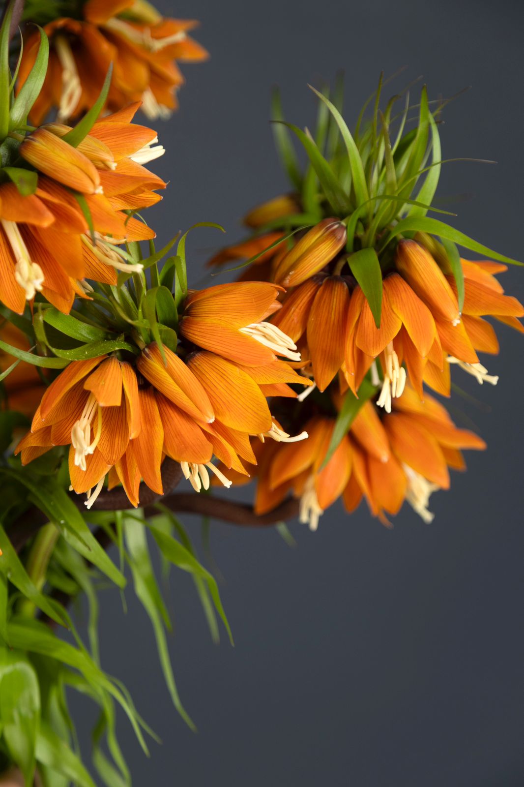 Fire Blossom
