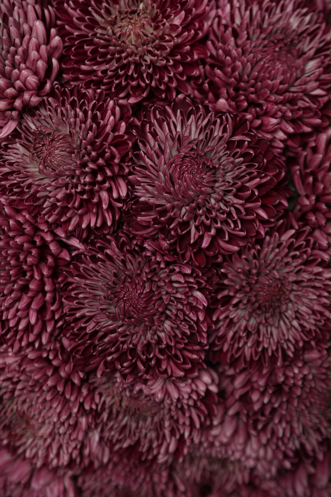 Velvet Bigoudi chrysanthemum bouquet close-up with burgundy Bigoudi blooms